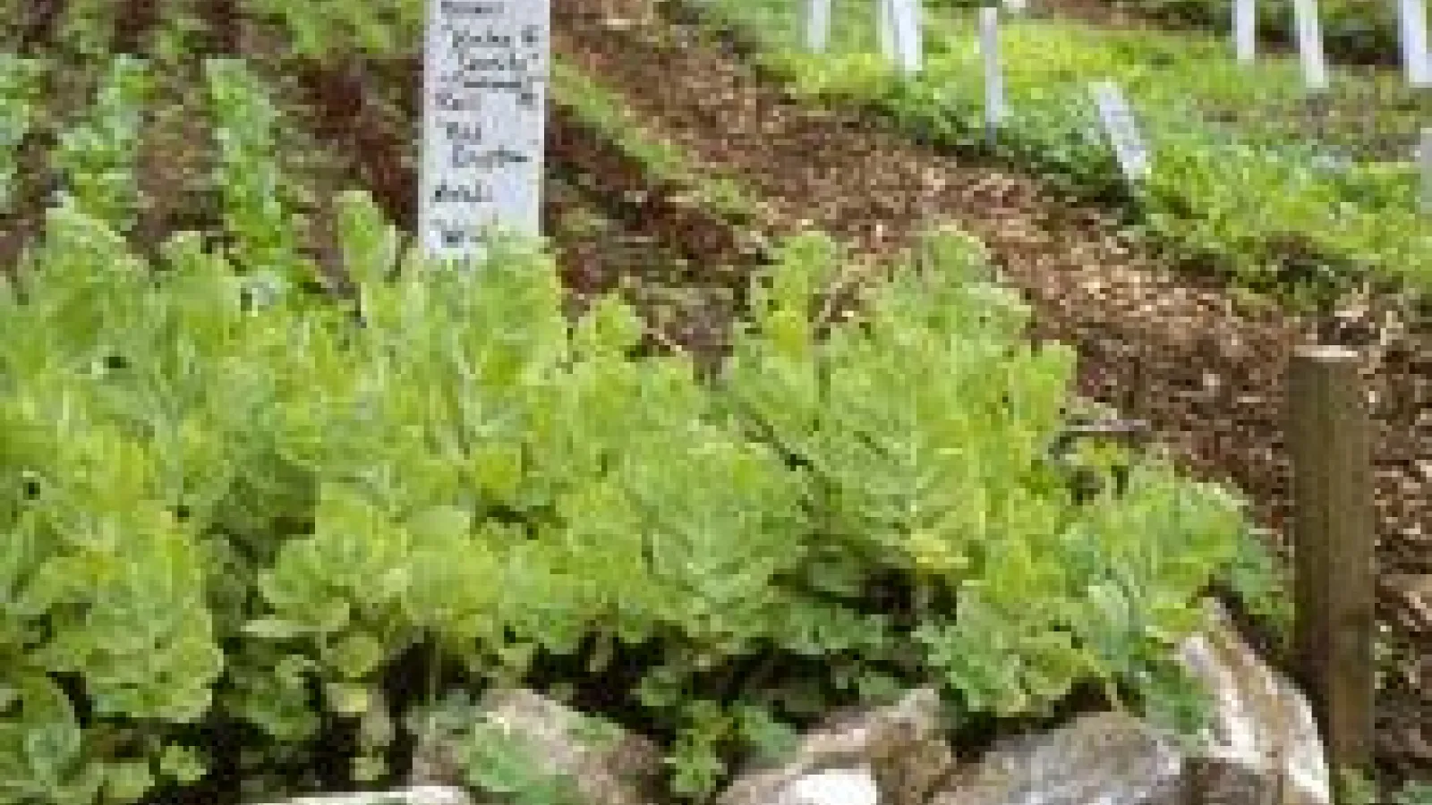 vegetables planted in the ground