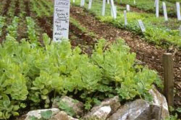 vegetables planted in the ground