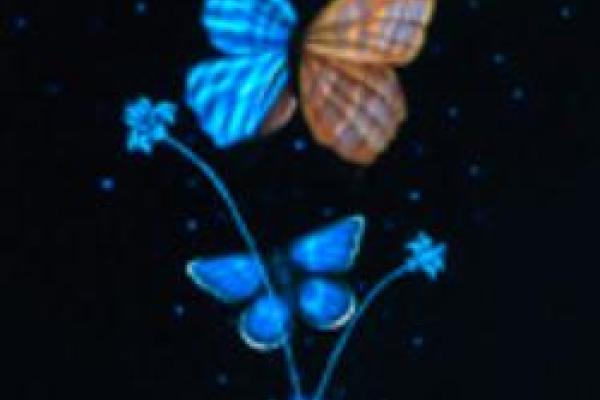 Butterfly logo